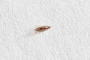 How to Check for Lice Lice Removal Network